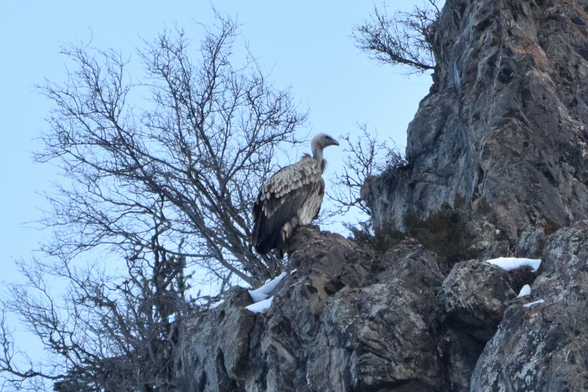 Himalayan Griffon - ML190851891