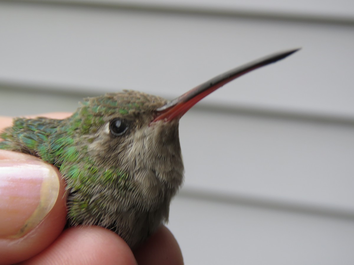 Broad-billed Hummingbird - ML190852831