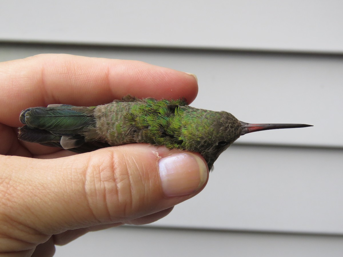 Broad-billed Hummingbird - ML190852911