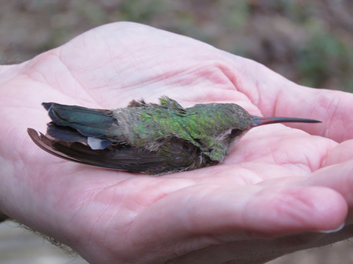 Broad-billed Hummingbird - ML190853031
