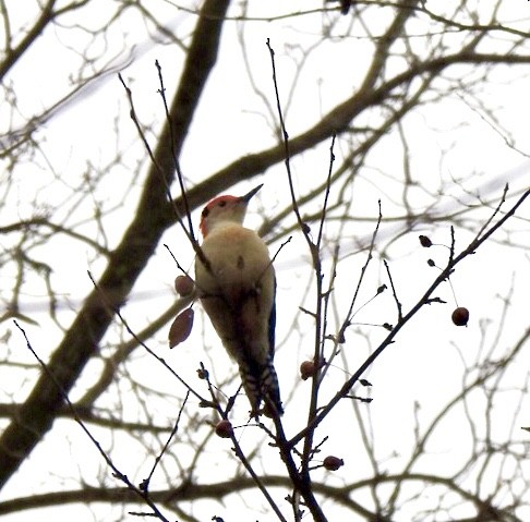 Red-bellied Woodpecker - Susan Potter