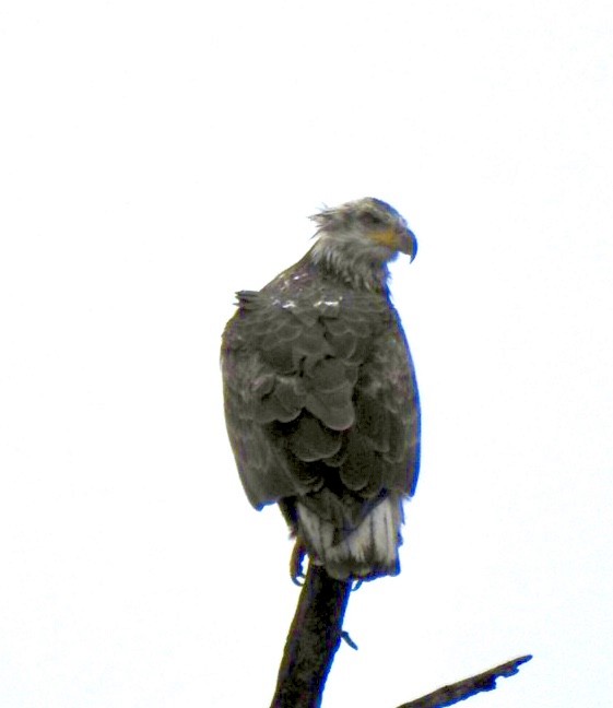 Bald Eagle - ML190854151