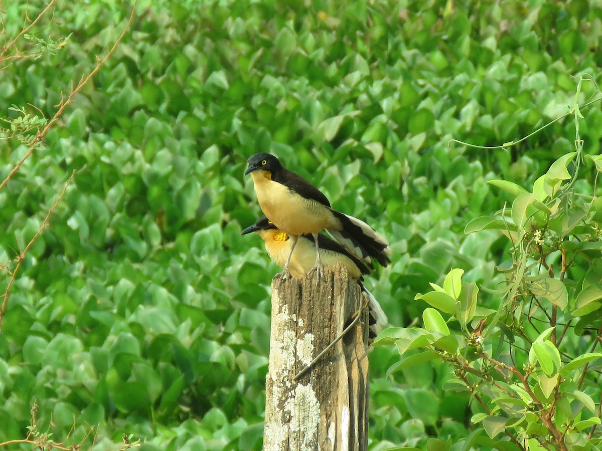 Black-capped Donacobius - ML190854581