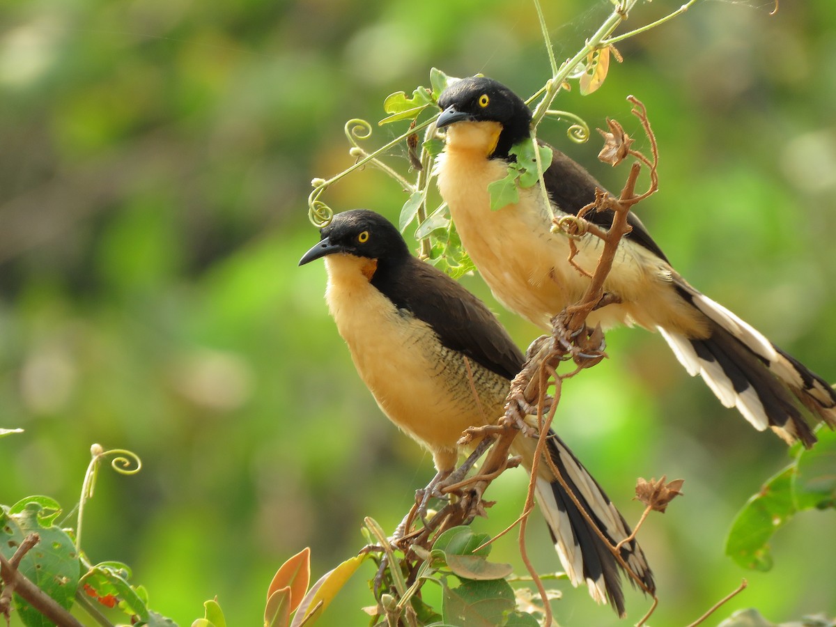 Black-capped Donacobius - ML190854601