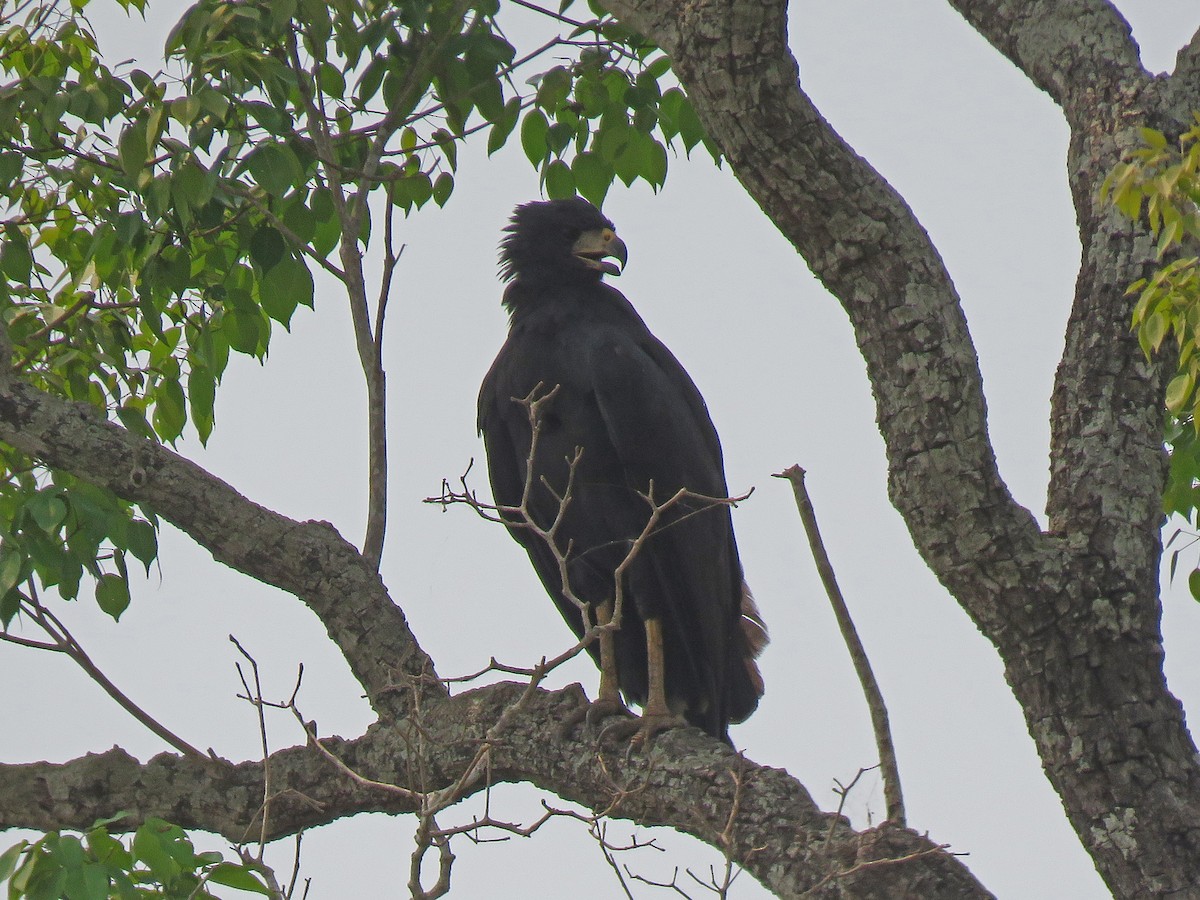 Great Black Hawk - ML190855011