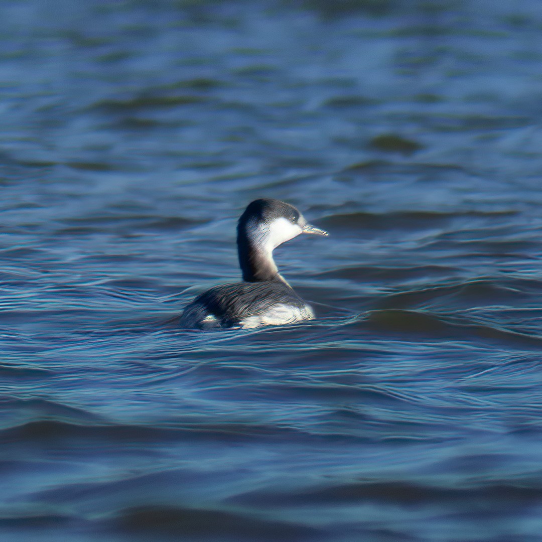 Horned Grebe - ML190856401