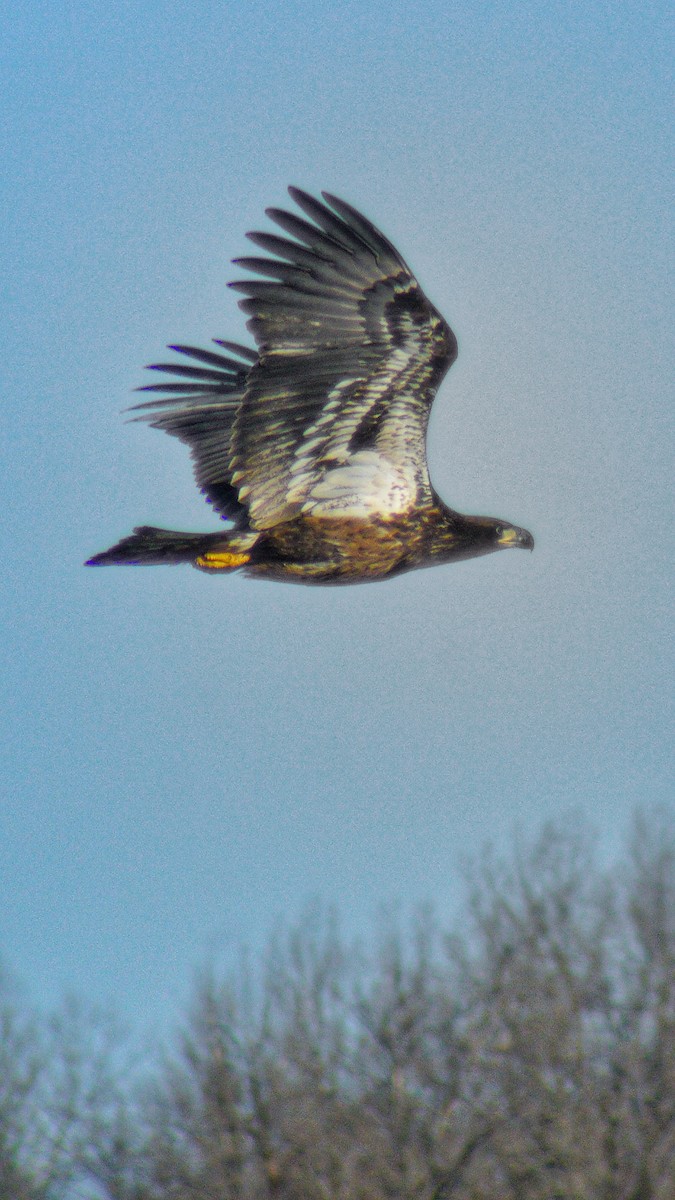 Bald Eagle - ML190856531