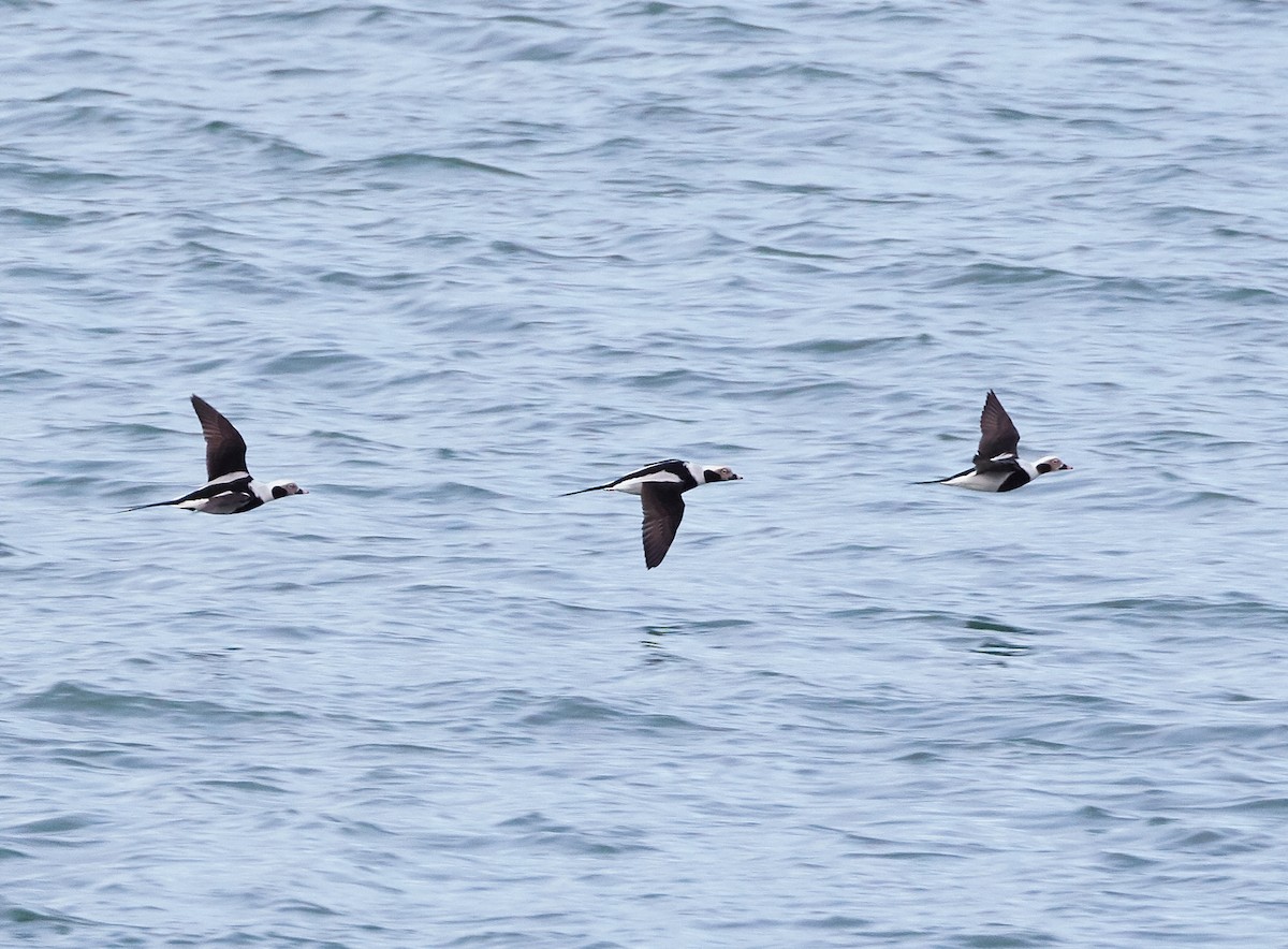 Long-tailed Duck - ML190856811