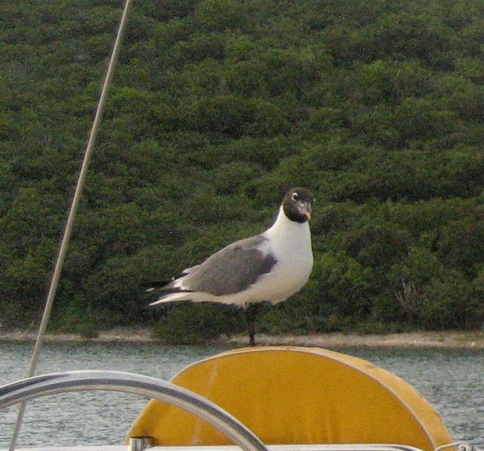 Laughing Gull - ML190860421