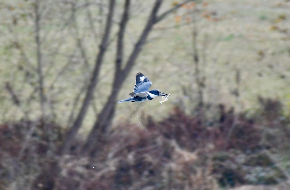 Belted Kingfisher - ML190862521