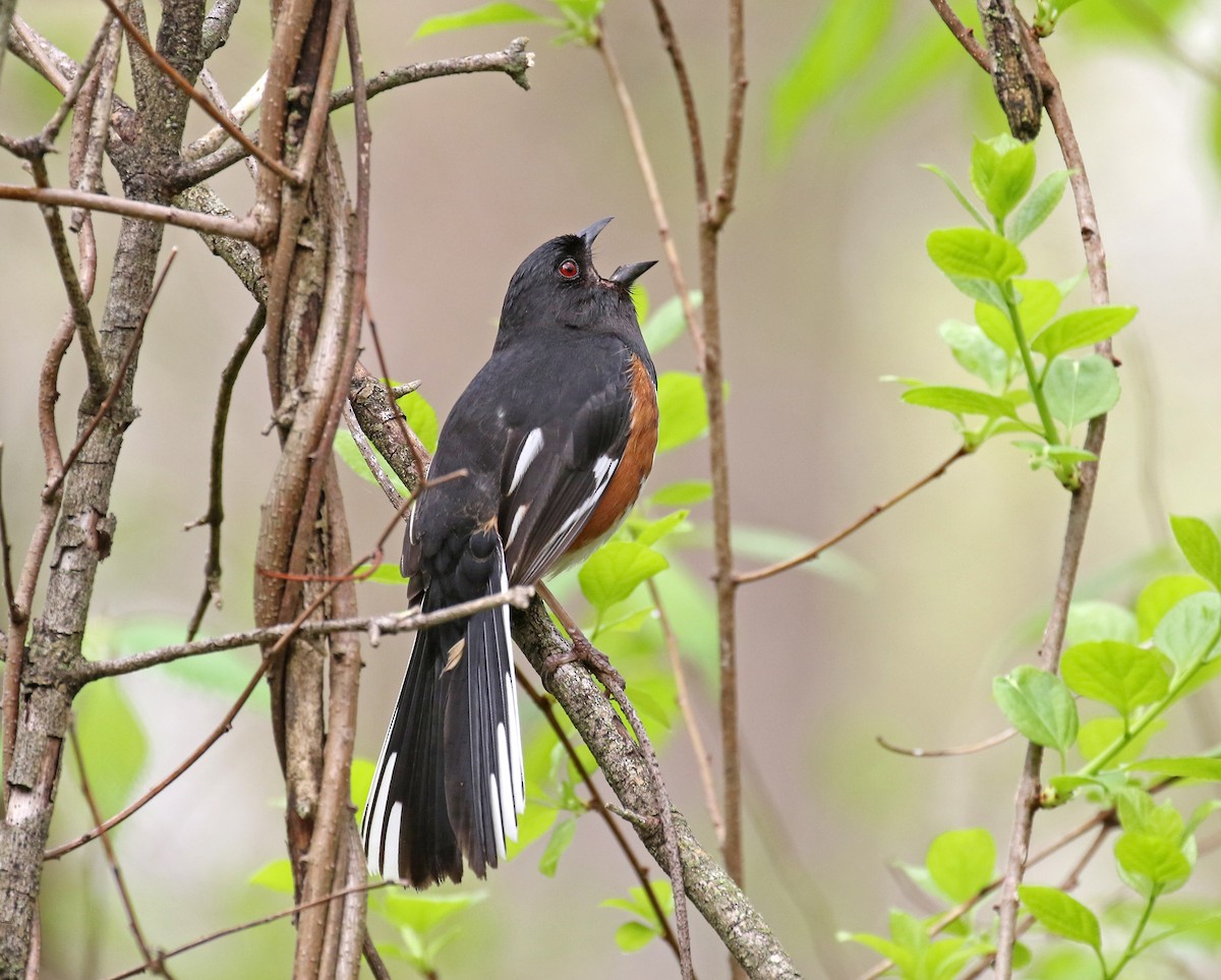 Eastern Towhee - Mark & Teri McClelland
