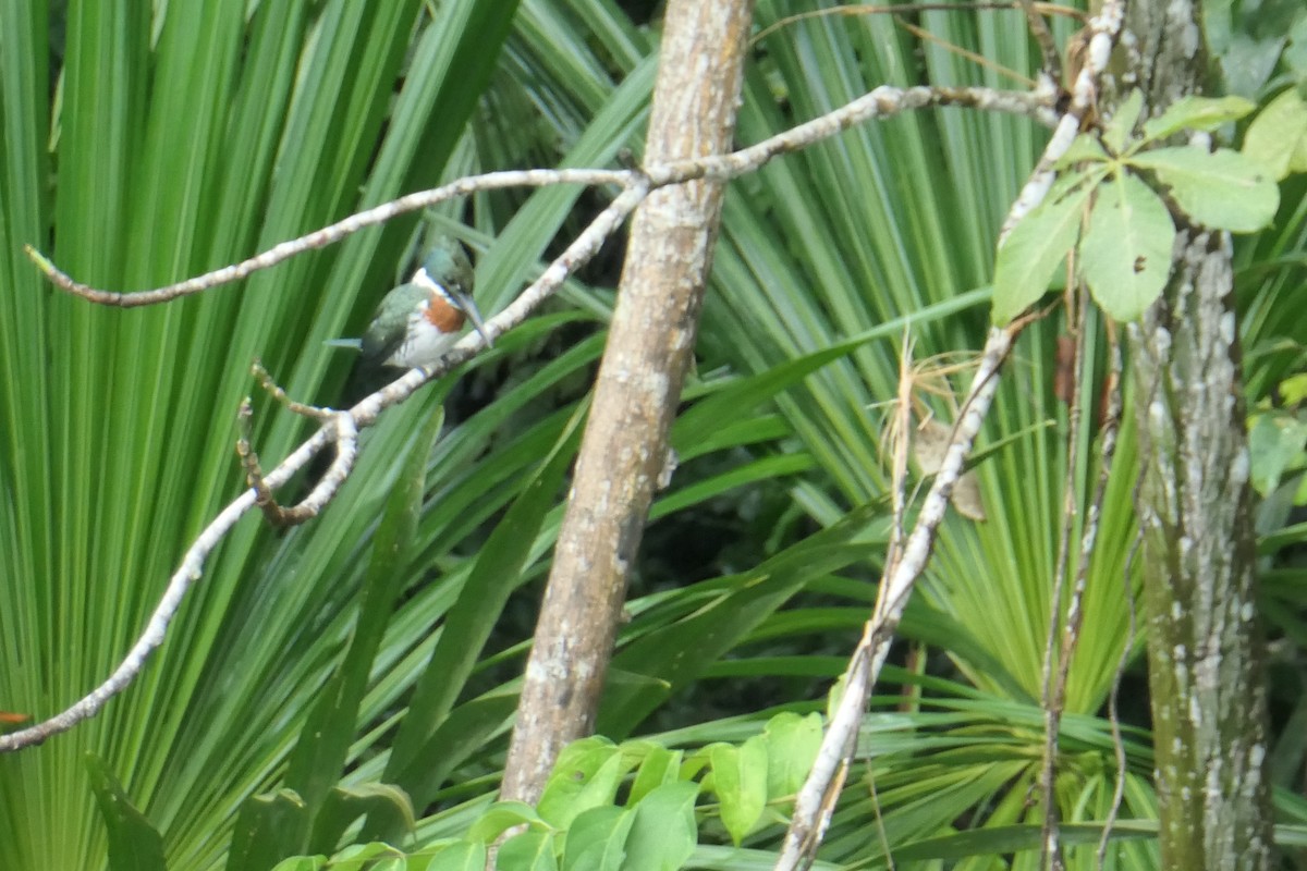 Amazon Kingfisher - Anonymous