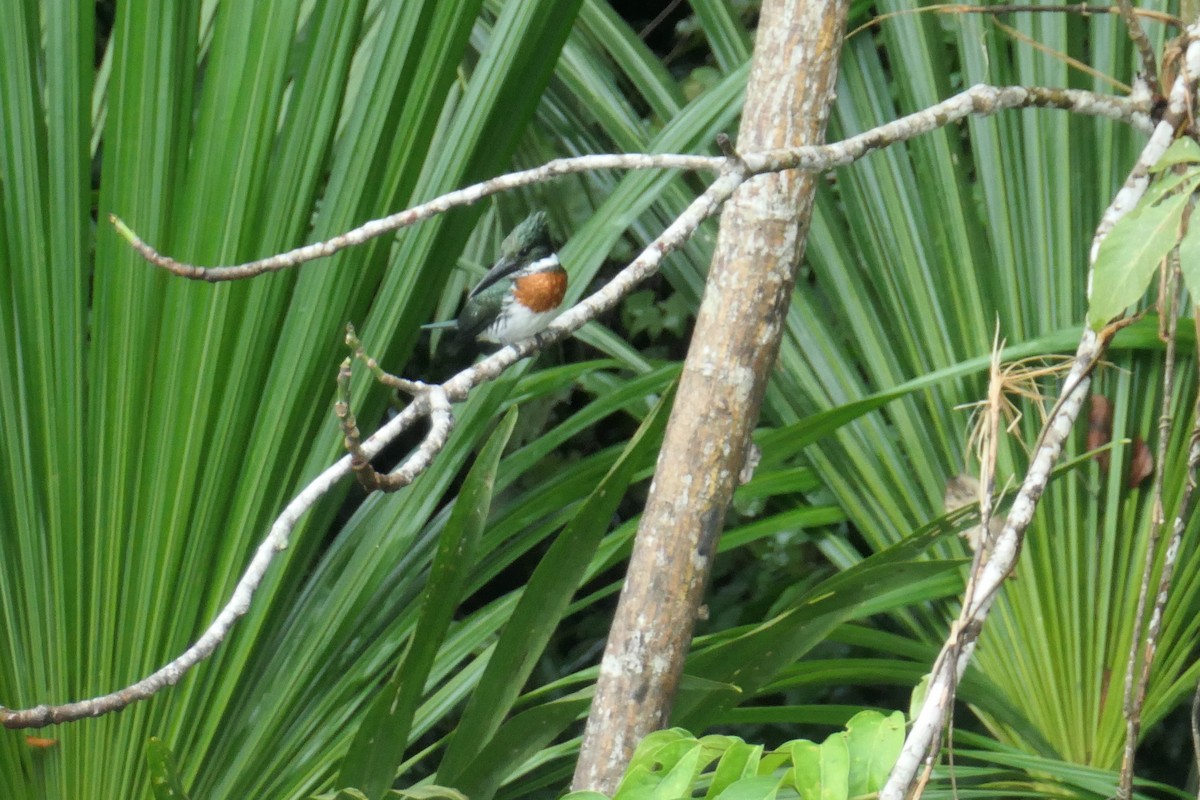 Martin-pêcheur d'Amazonie - ML190864041