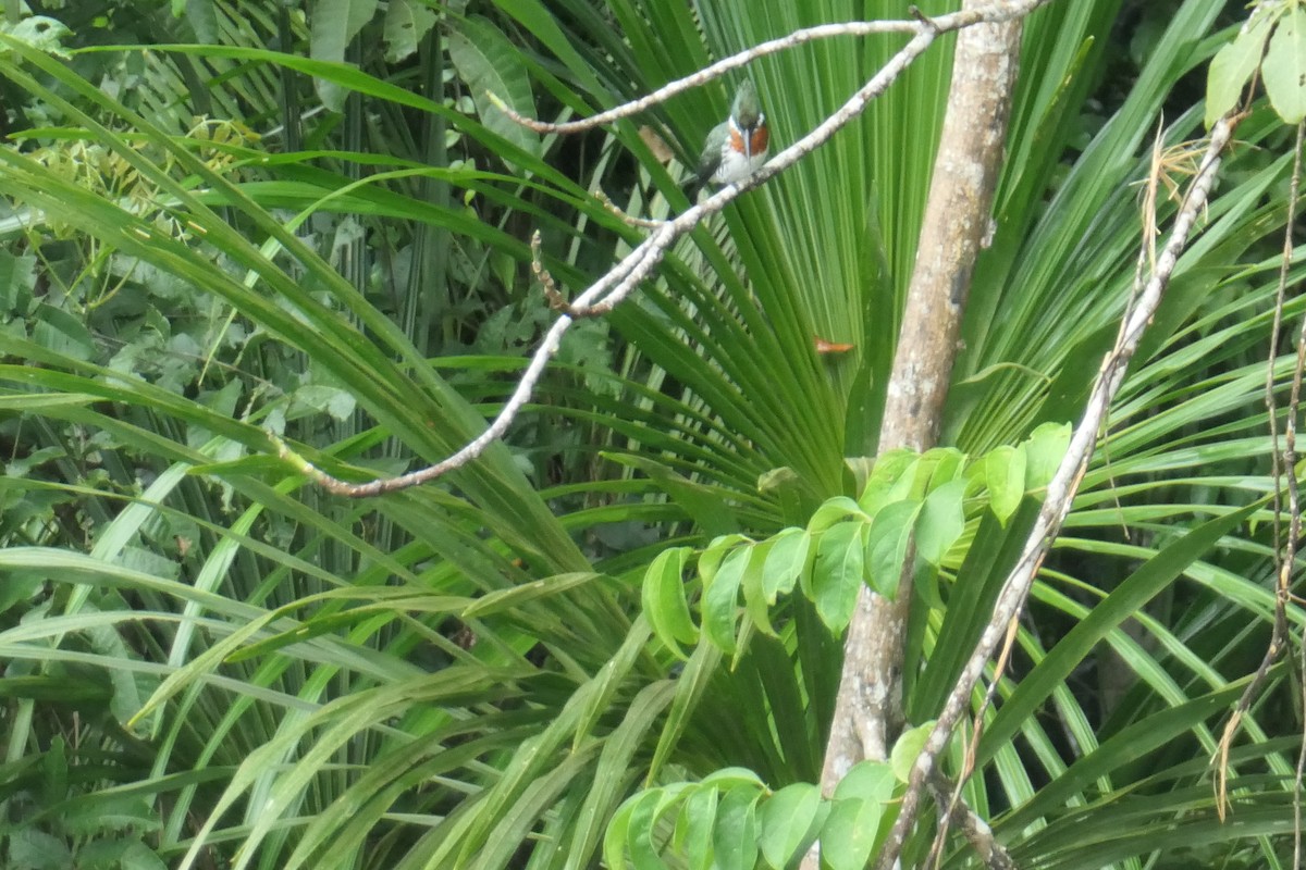 Amazon Kingfisher - ML190864051