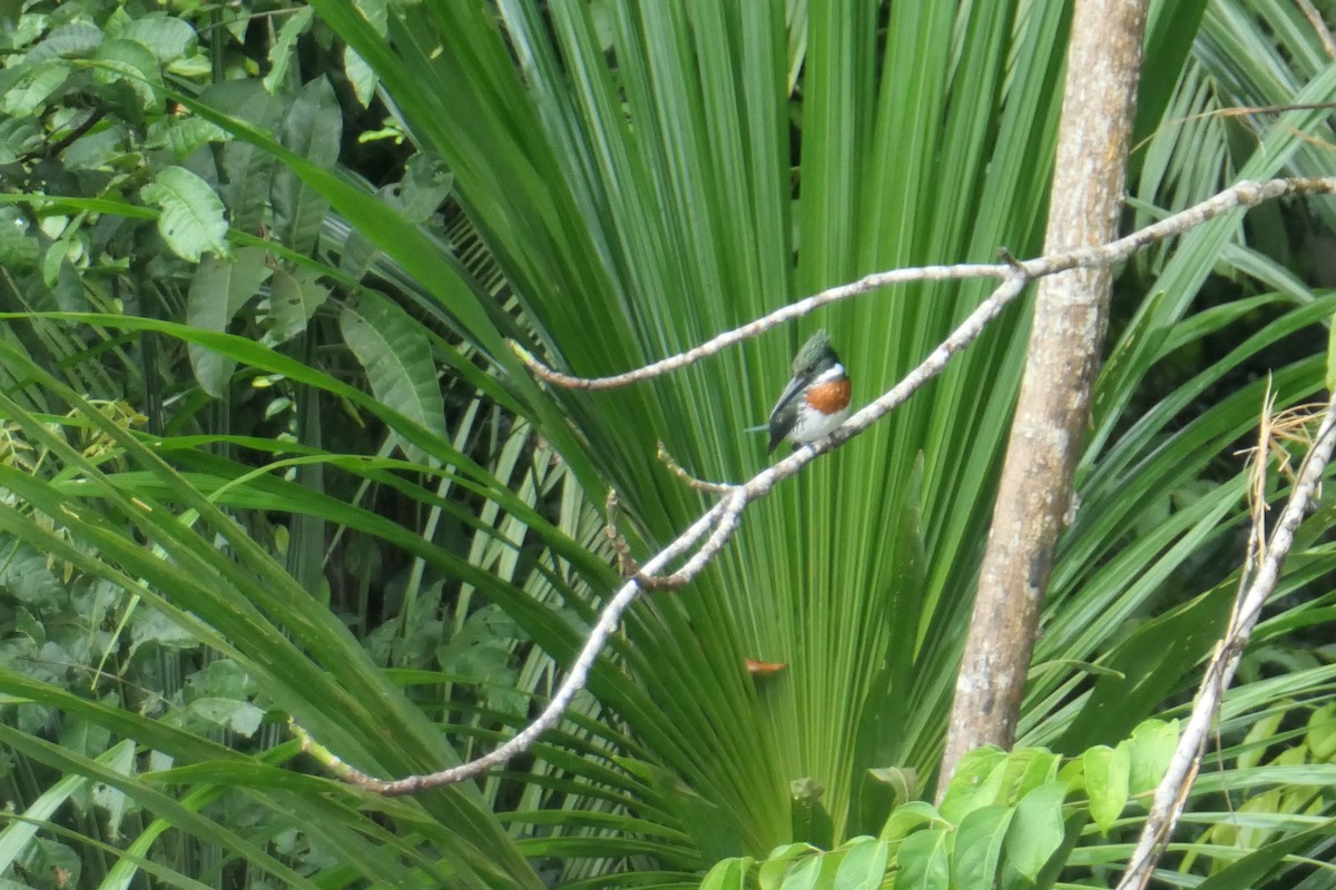 Amazon Kingfisher - ML190864061