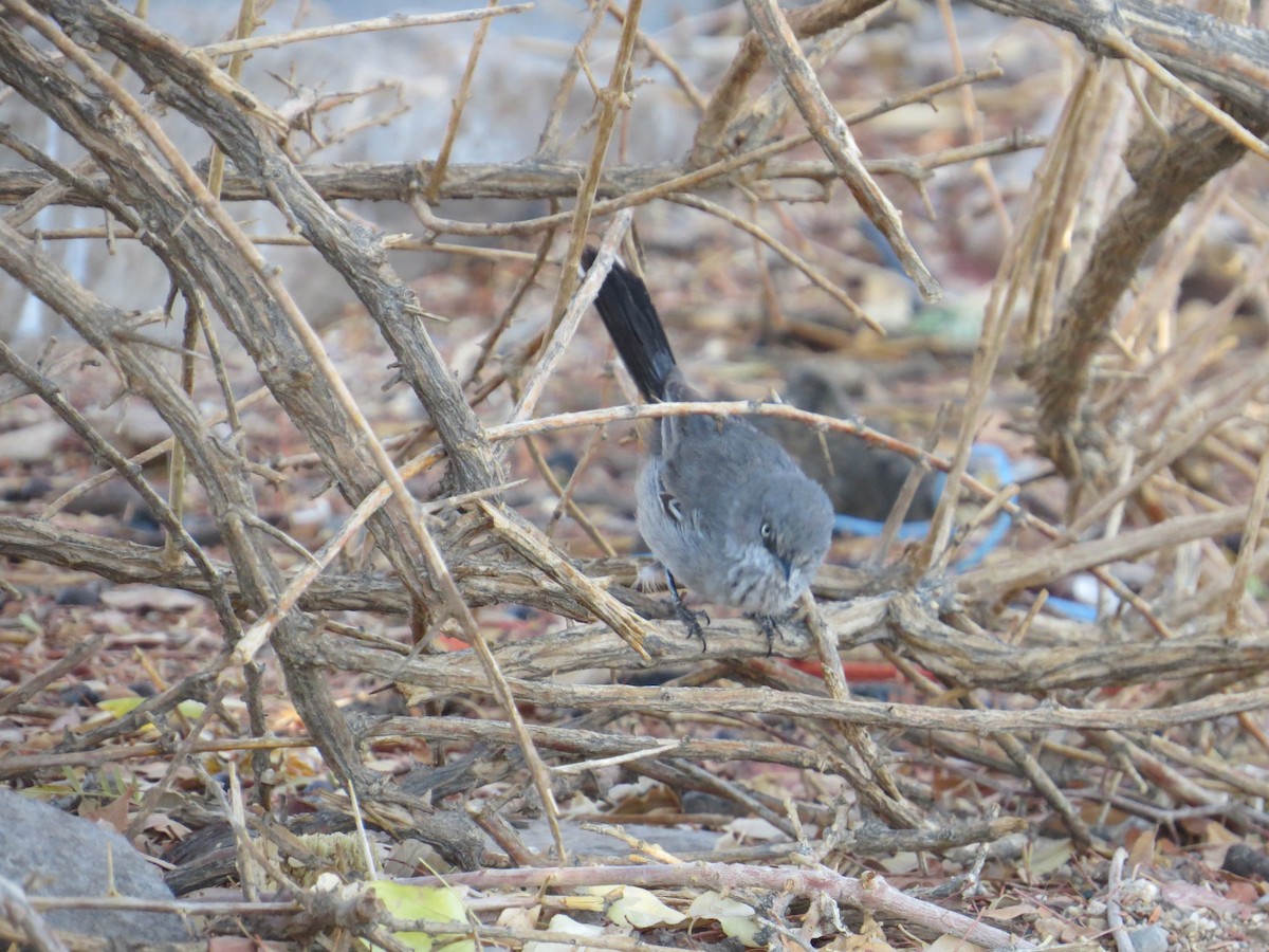 Chestnut-vented Warbler - ML190864521