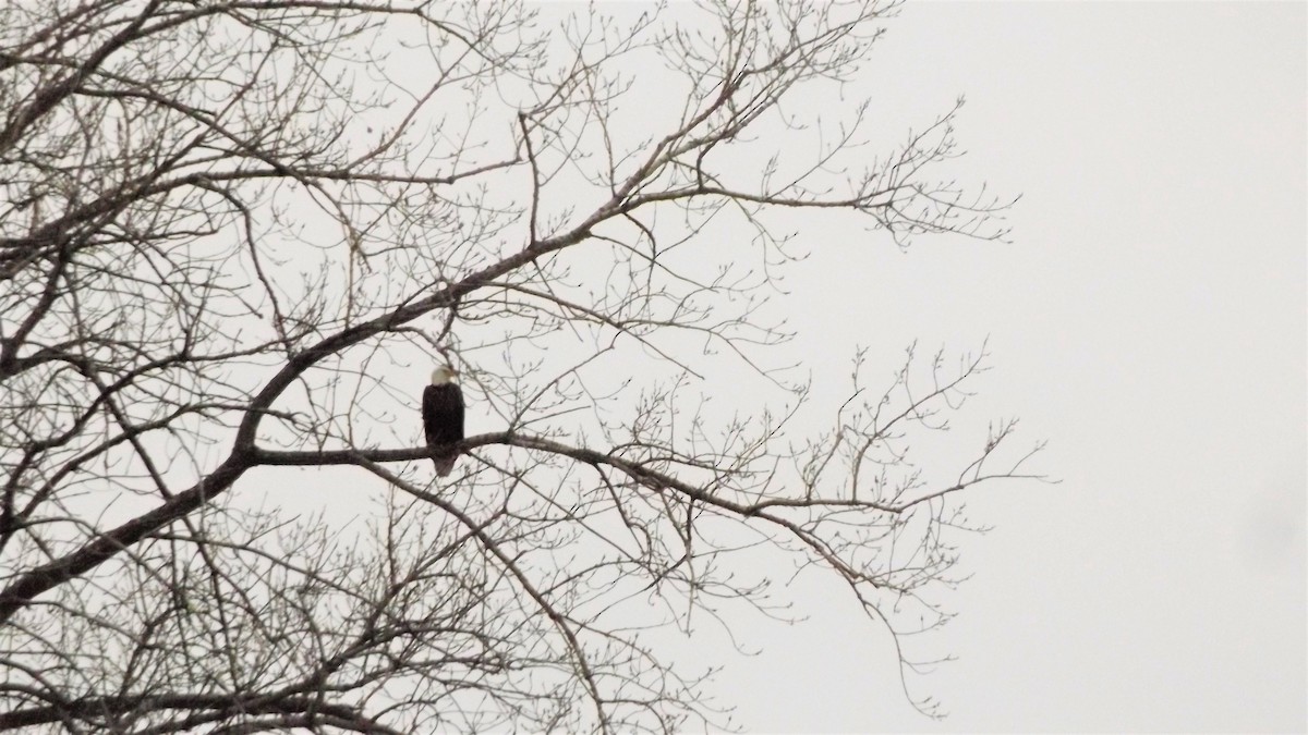 Bald Eagle - ML190864701