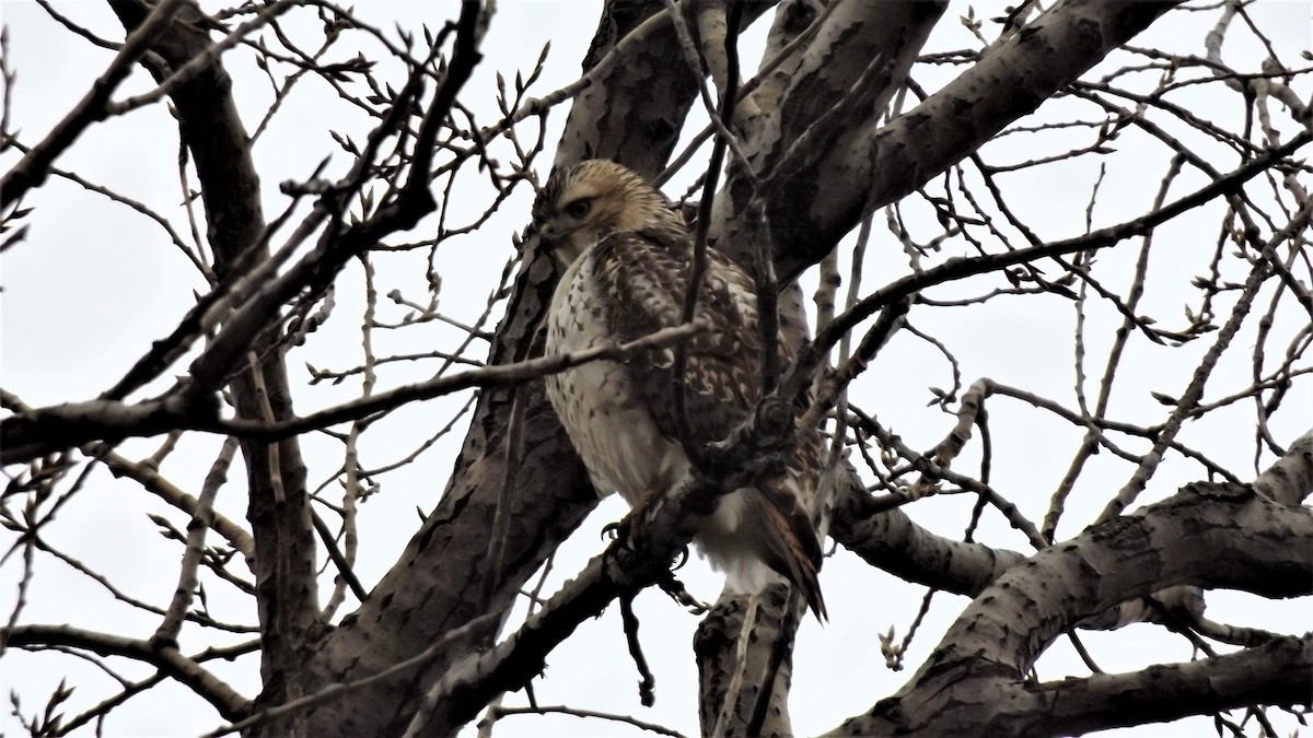 Rotschwanzbussard - ML190864721