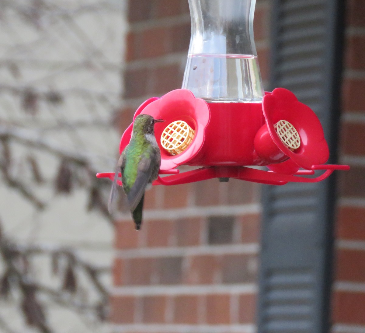 Anna's Hummingbird - Andrew Kinslow