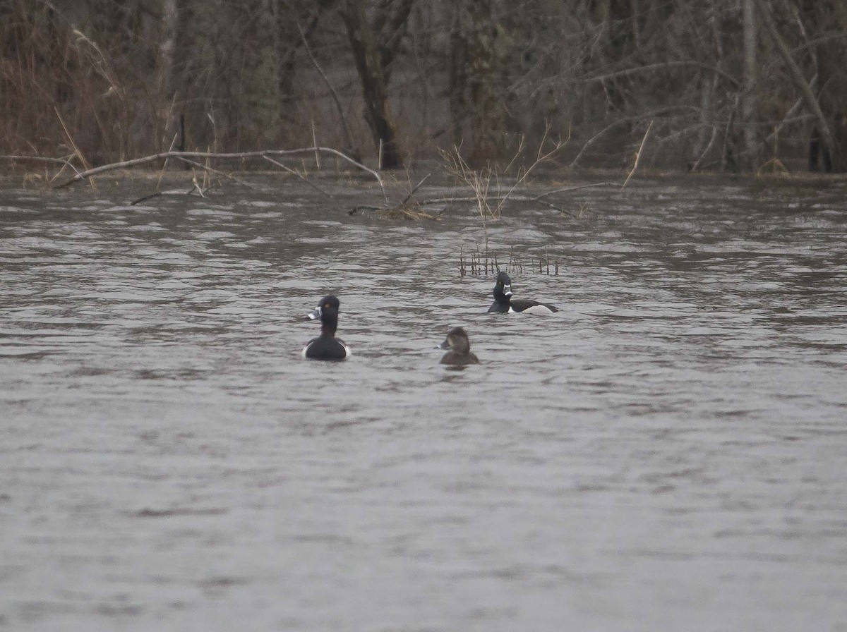 Ring-necked Duck - ML190867701