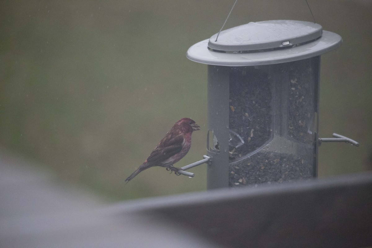 Purple Finch - ML190867771