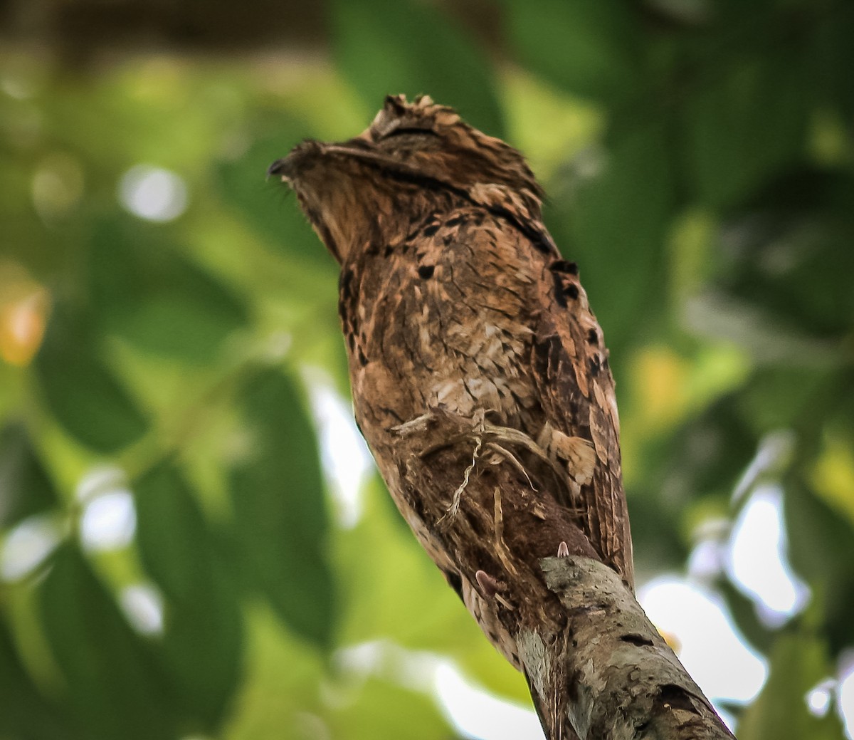 Common Potoo - Itzel Fong Gadea