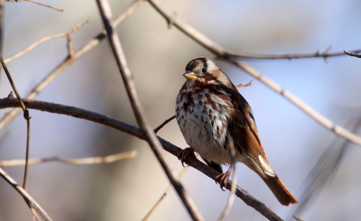 Fox Sparrow (Red) - ML190868931