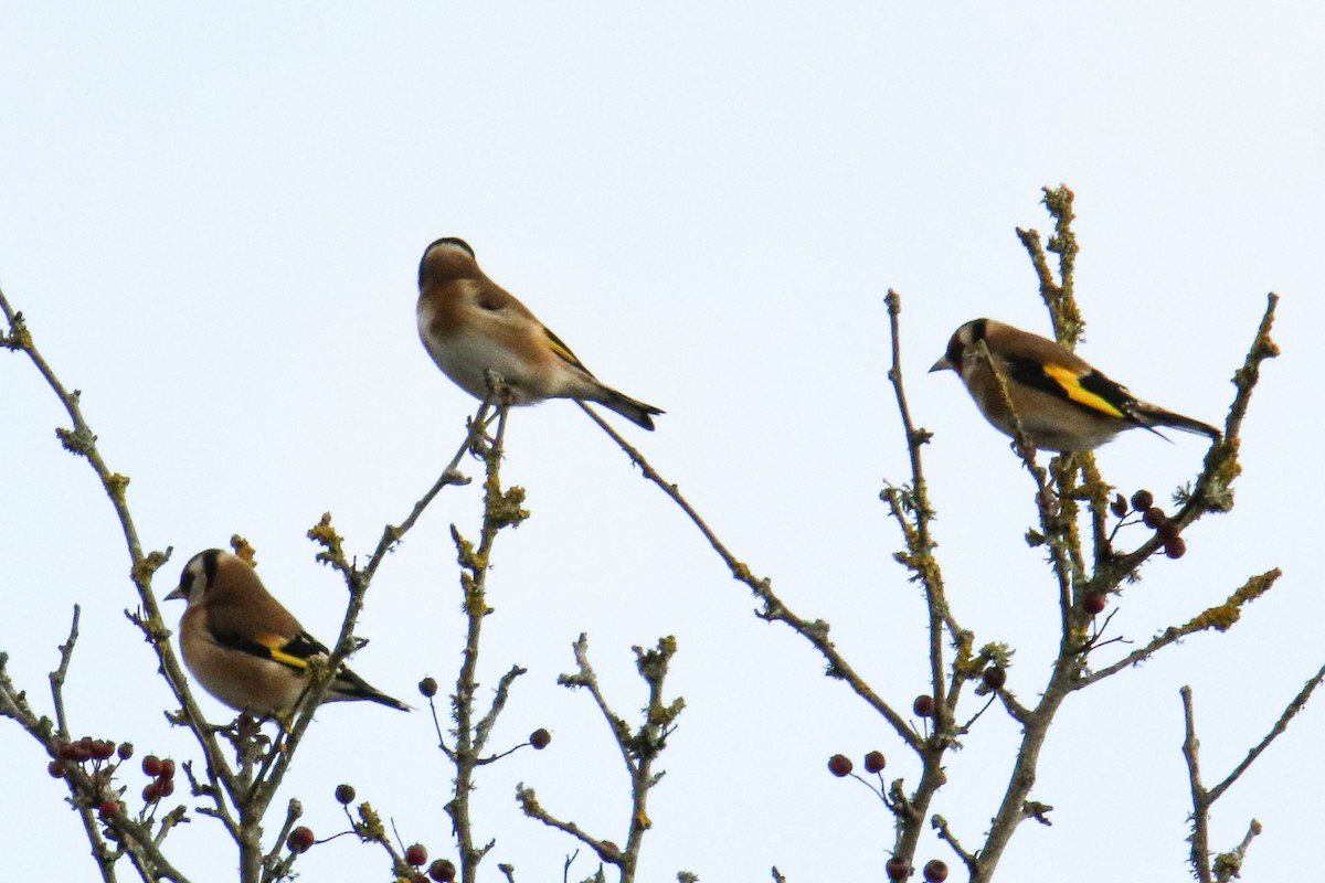 European Goldfinch - ML190868961