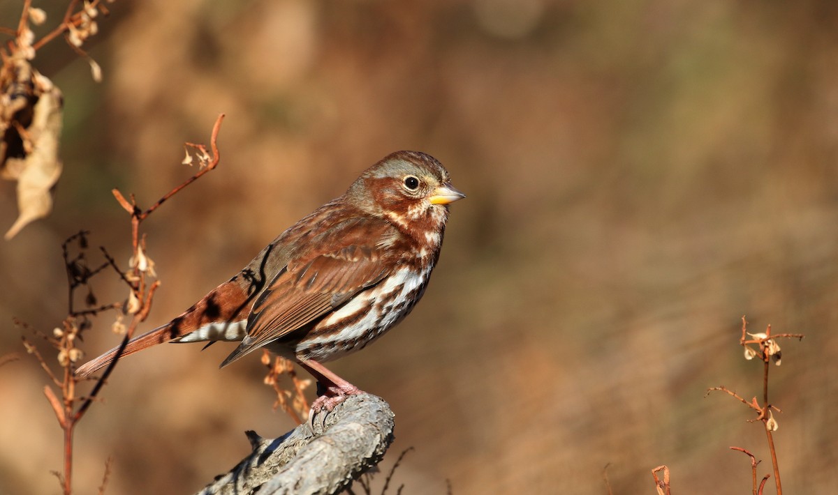 Fox Sparrow (Red) - ML190869021