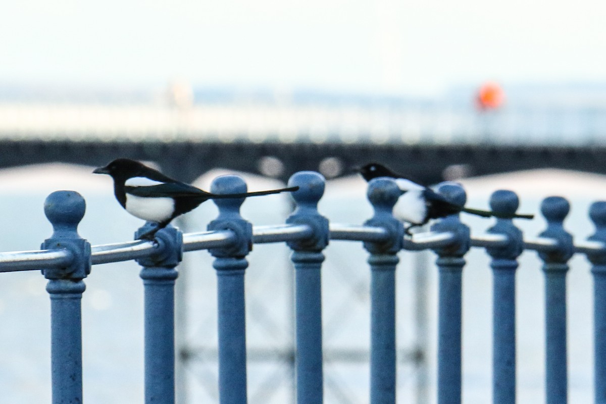 Eurasian Magpie - ML190869051