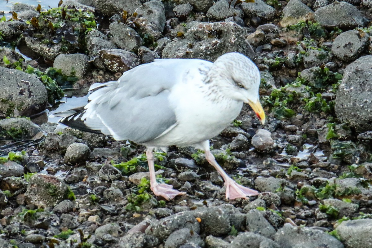 European Herring Gull - ML190869071