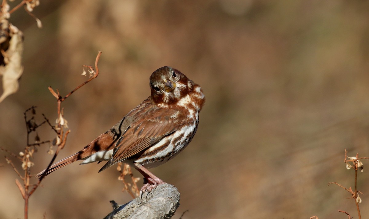 Fox Sparrow (Red) - ML190869081