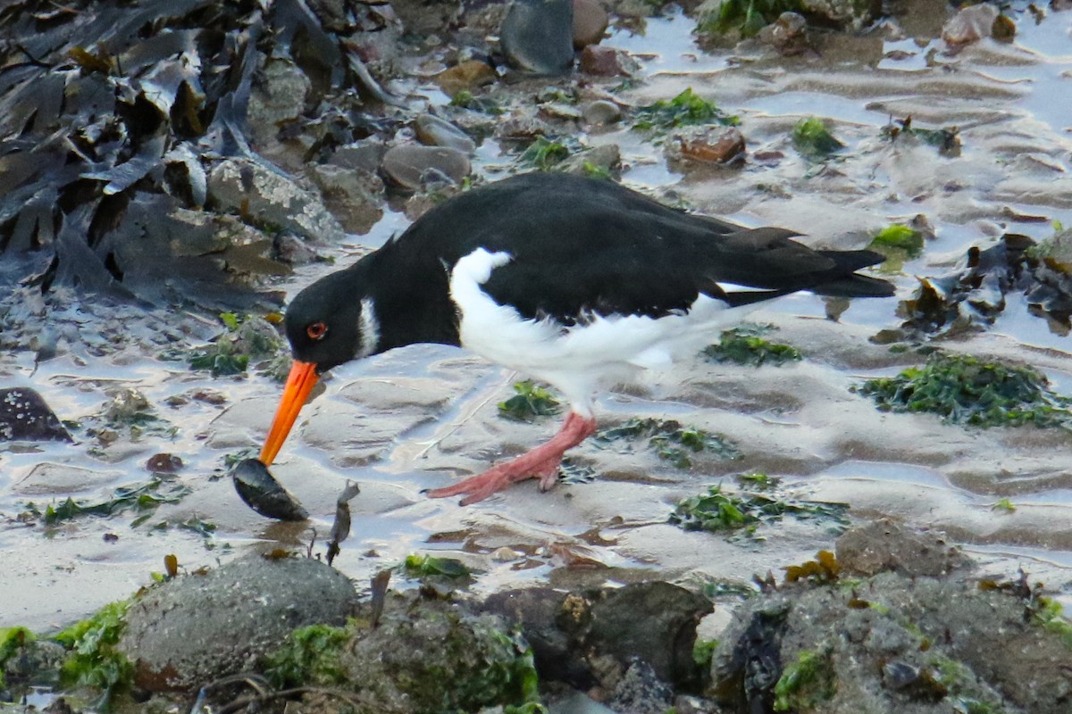 Eurasian Oystercatcher - ML190869091