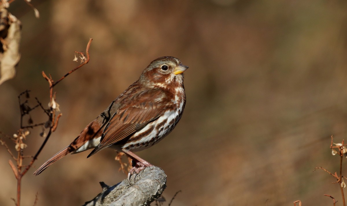 Fox Sparrow (Red) - ML190869101