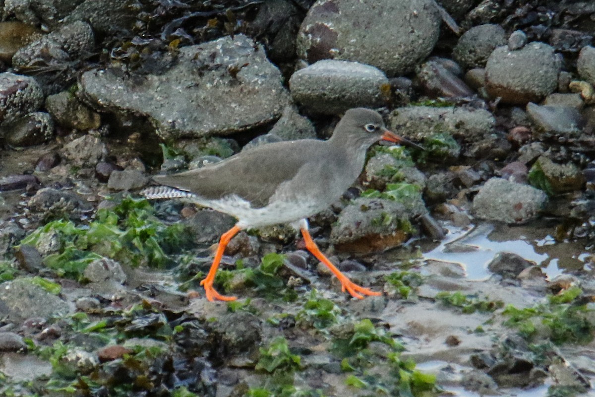 Common Redshank - ML190869131