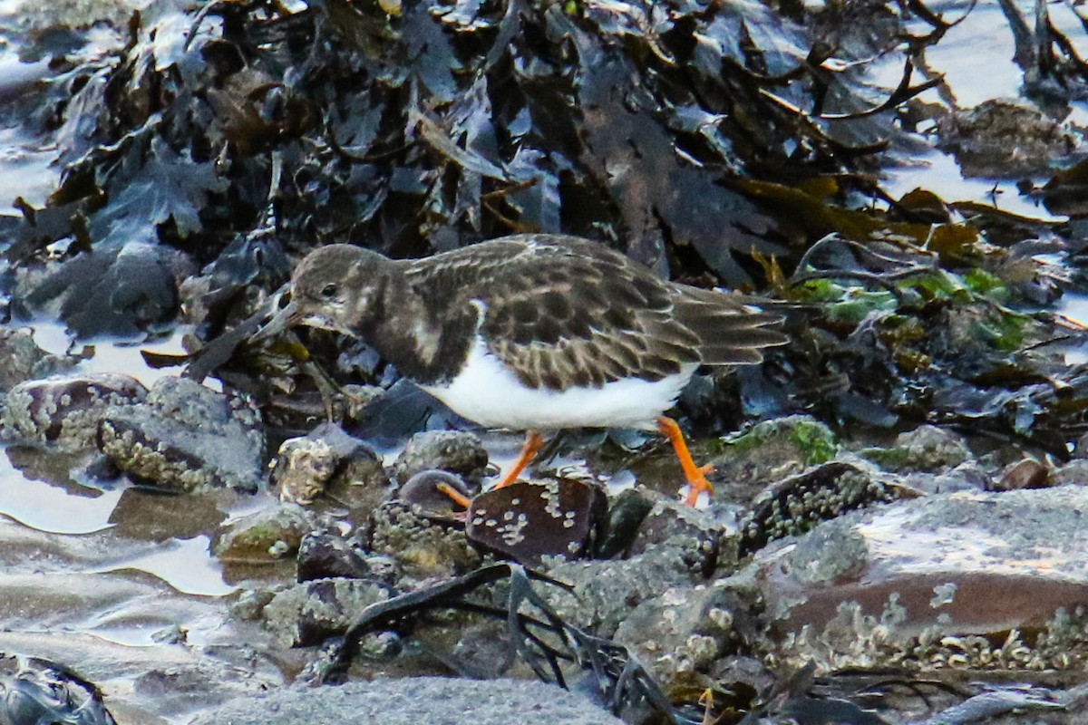Ruddy Turnstone - ML190869141
