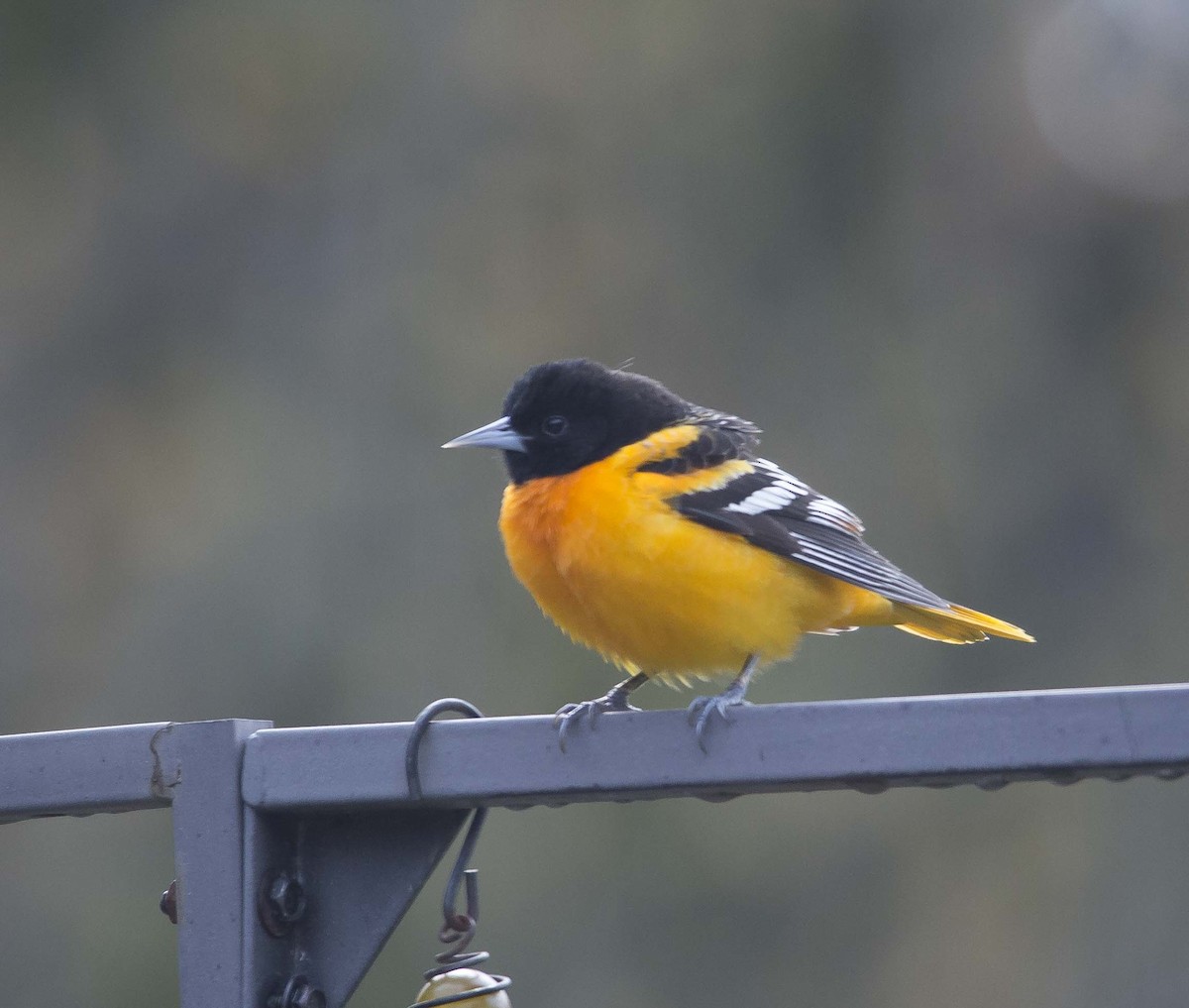 Baltimore Oriole - ML190869861