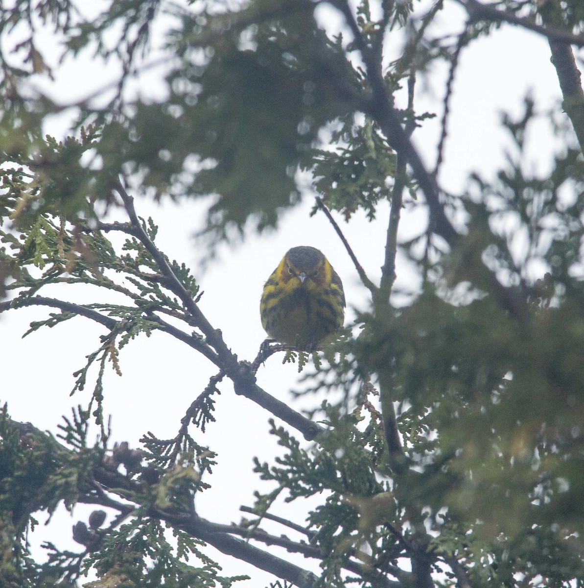 Cape May Warbler - ML190869951