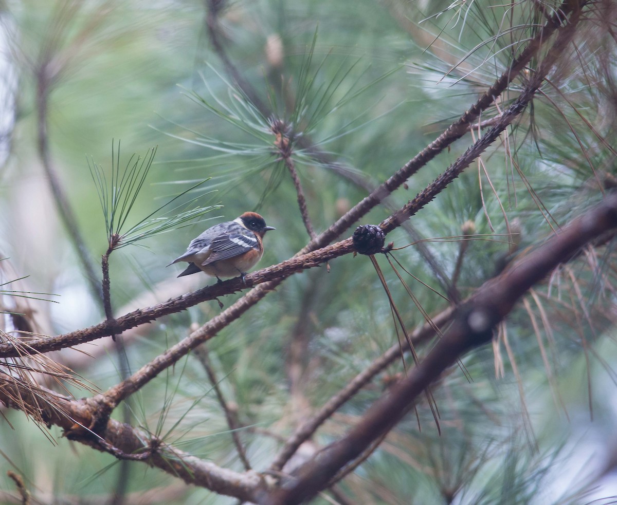 Bay-breasted Warbler - ML190870021