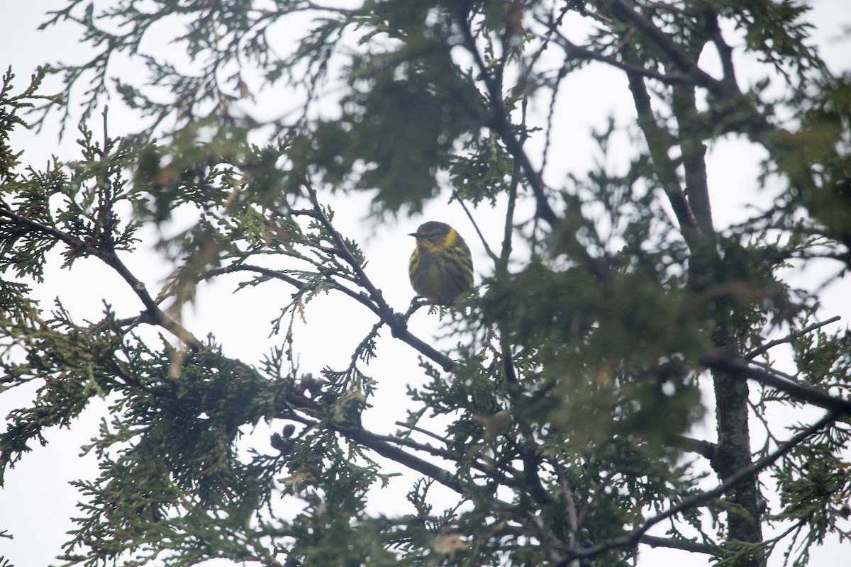 Cape May Warbler - ML190870031