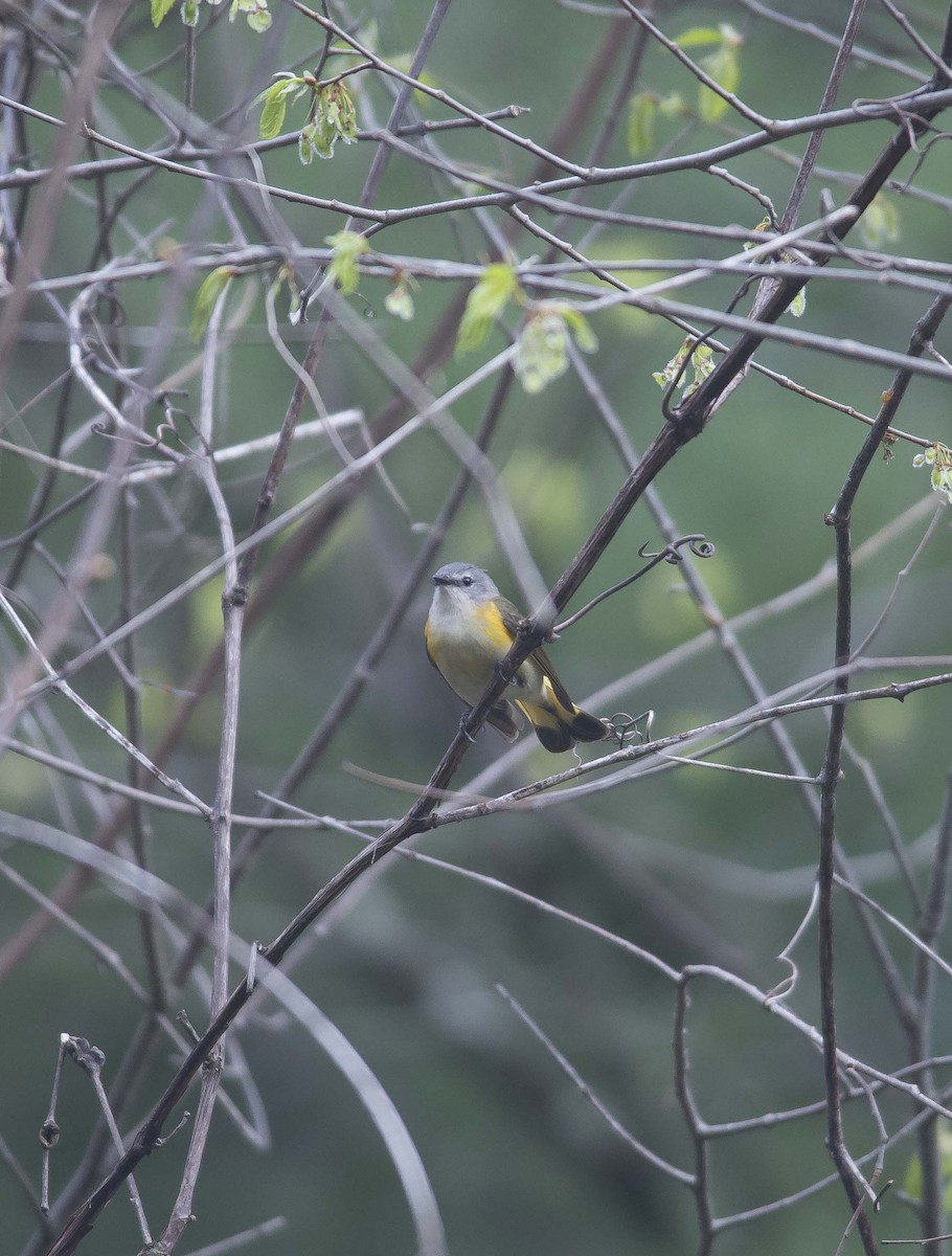 American Redstart - ML190870051