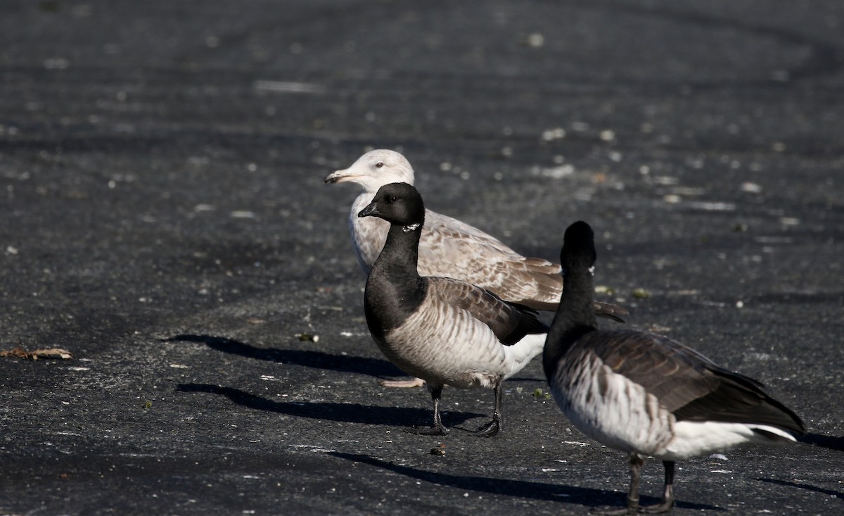 Brant (Atlantic) - ML190870411