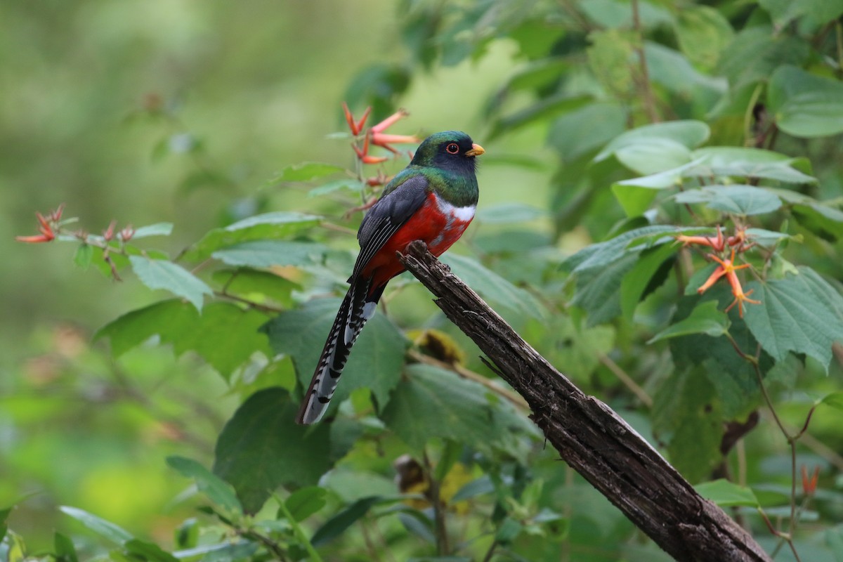 Mountain Trogon - John van Dort