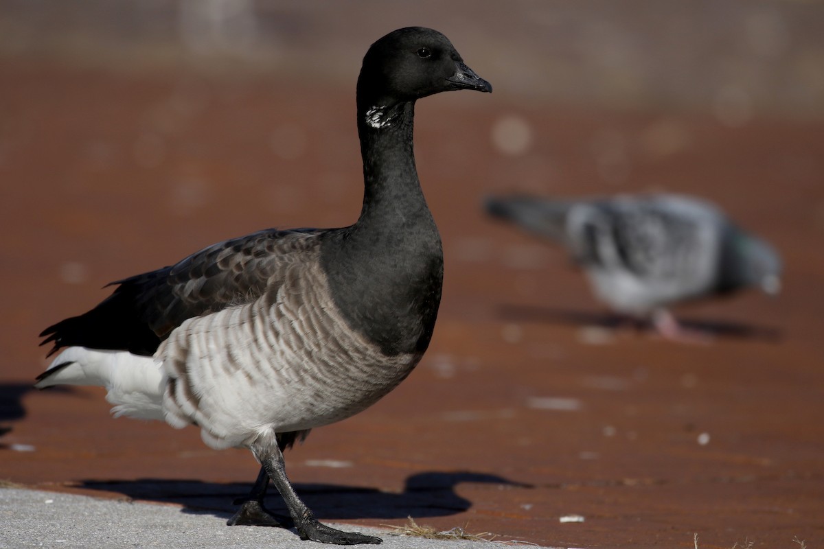 Barnacla Carinegra (hrota) - ML190870611