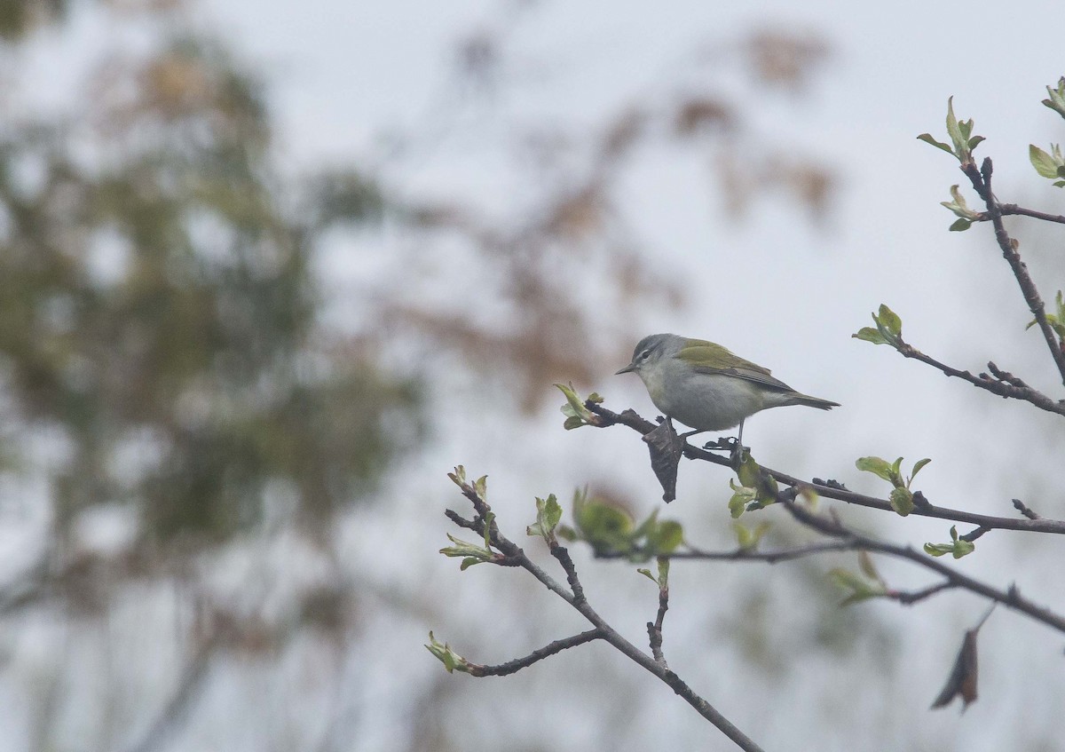 Tennessee Warbler - ML190870631