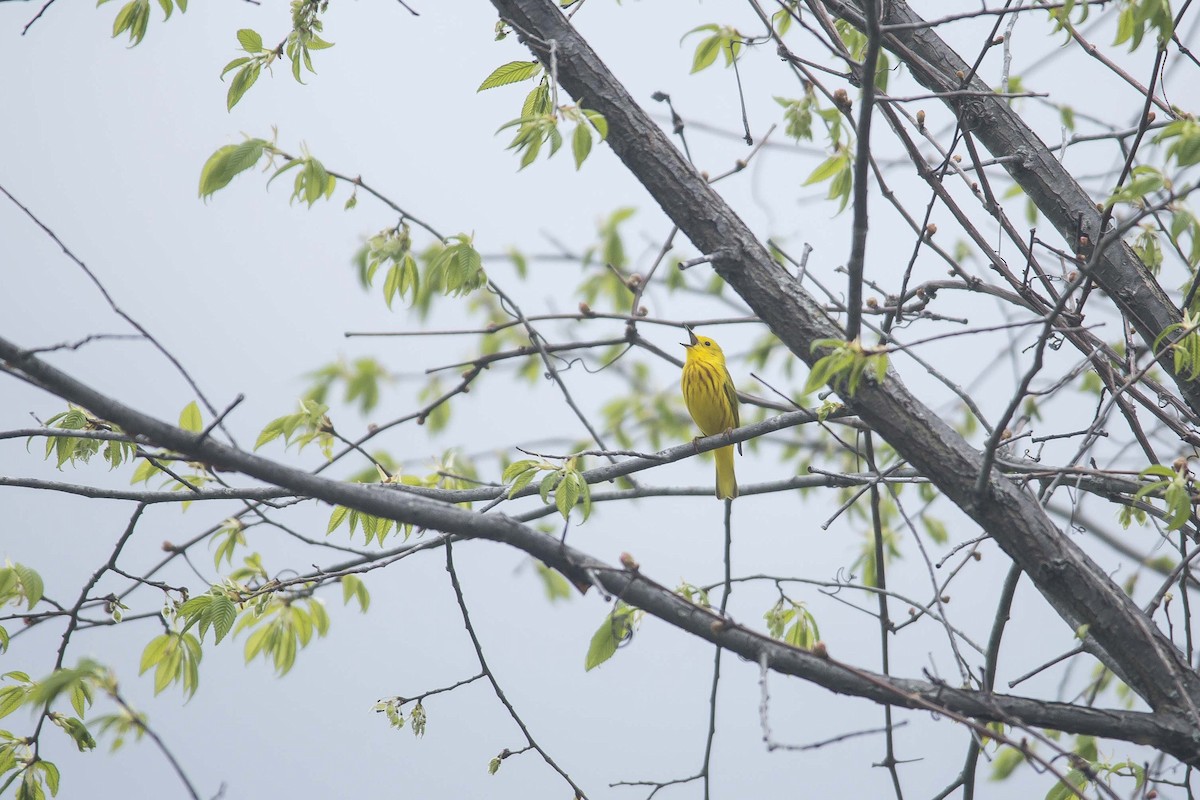 Yellow Warbler - ML190870791