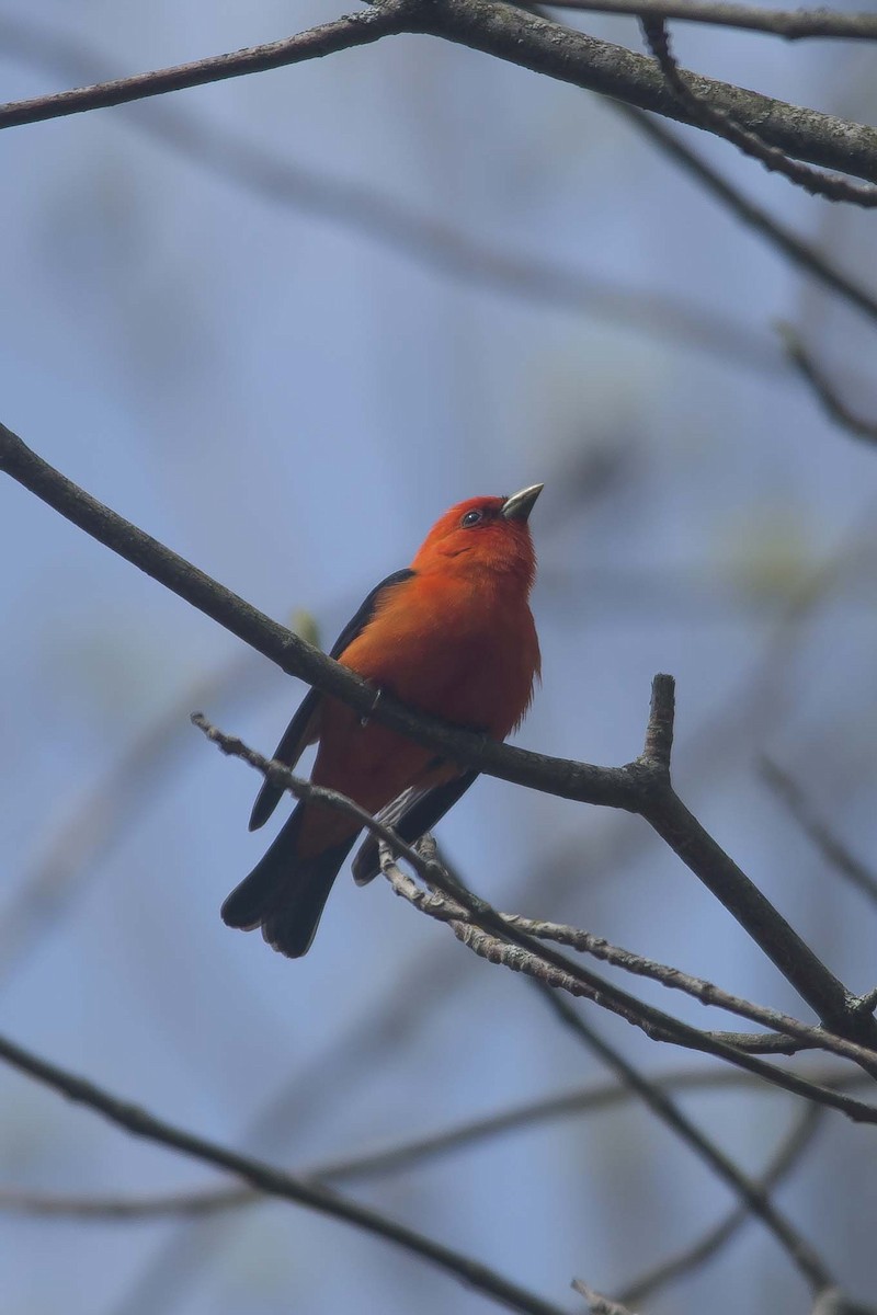 Scarlet Tanager - ML190870851