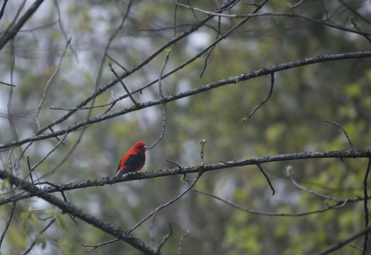 Scarlet Tanager - ML190870861