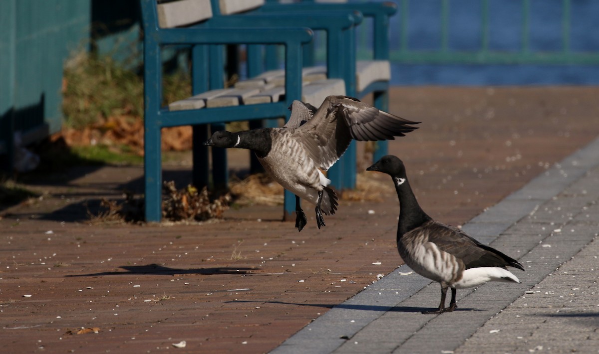 Branta musubeltza (hrota) - ML190870901