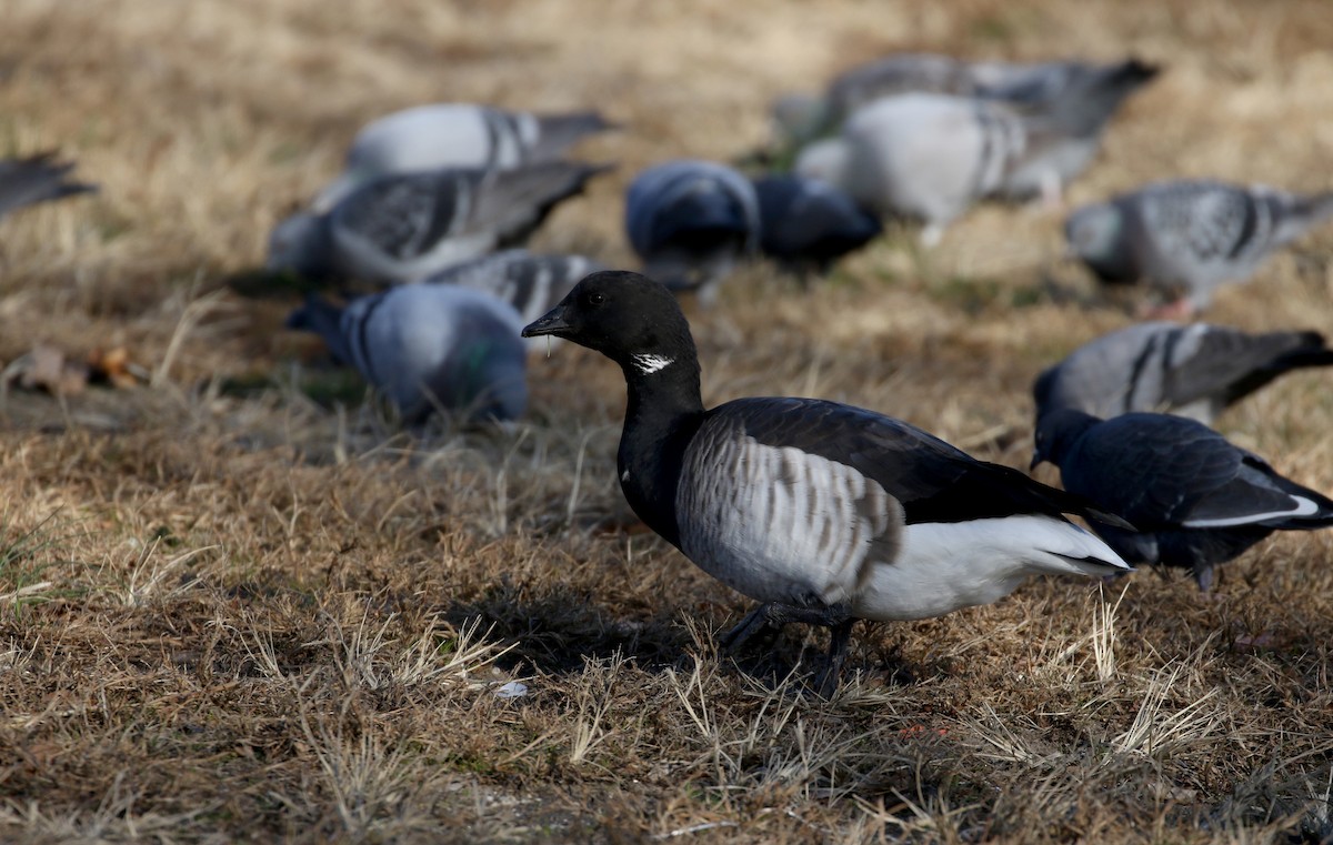 Branta musubeltza (hrota) - ML190871051